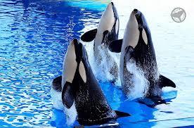 Orca Ocean Show